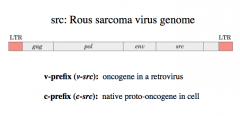 src: Rous Sarcoma Virus
