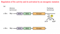 Regulation of Src activity and its activation by an oncogenic mutation
