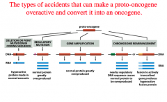 What types of accidents can convert a proto-oncogene to an oncogene?