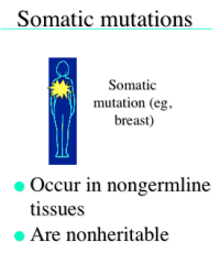 Somatic Mutations