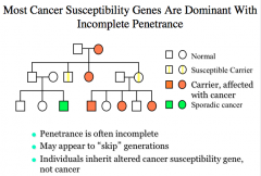How are most cancer genes inherited and expressed?
