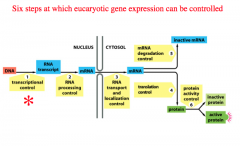 At which 6 steps can eukaryotic gene expression be controlled?