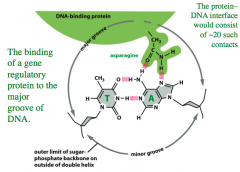 What facilitates the interaction of a DNA binding protein and the major groove of DNA?