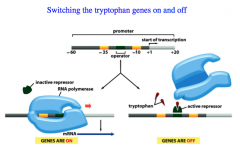 Genetic Switches: The trp Operon (overview)