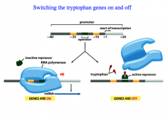 How does the trp Operon work?