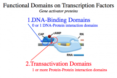Functional Domains on Transcription Factors