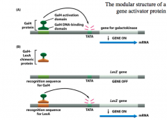 the modular strutter of a gene activator protein