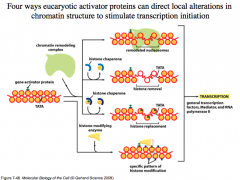 Four mechanisms that eukaryotic activator proteins use to direct local alterations in chromatin structure to open it up for transcription initiation