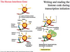 The Human Interferon Gene: The Histone Code and Transcription Initiation