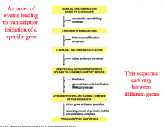 Order of events leading to transcription initiation of a specific gene