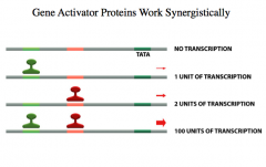 gene activator proteins work _______
