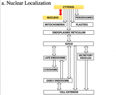 nuclear localization pathwa