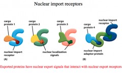 Nuclear Import Receptors