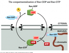 GTPase Activating Protein (GAP)