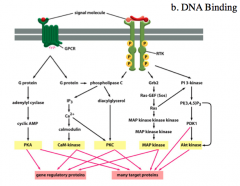 DNA Binding
