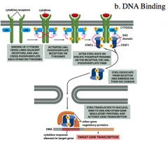 DNA Binding Example: JAK-STAT Signaling Pathway