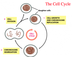 What are the 3 components of the cell cycle?