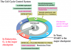 Cell-Cycle Control System Models
