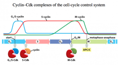Classes of cyclins: G1/S-cyclin