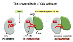 The Structural Basis of Cdk Activation
