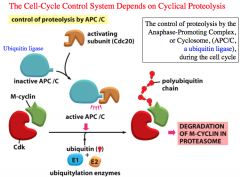 Cyclical Proteolysis