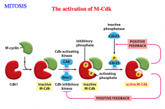 The activation of M-Cdk