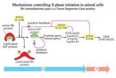 Retinoblastoma (Rb) gene as a regulatory protein