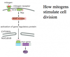 Mitogens
