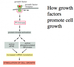 How do growth factors promote cell growth?
