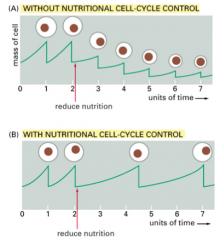 Nutritional Cell-Cycle Control