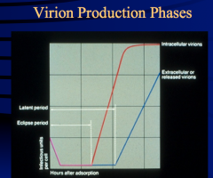 Virion Production Phases