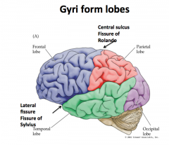 "folds" in the brain