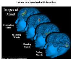 Dorsal/Posterior- hearing (injury can cause impaired hearing or deafness)

Medial Part- memory processing

Anterior Part- higher order visual and auditory processing, semantic processing