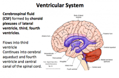 Flow:
Lateral Ventricle → 3rd Ventricle → Cerebral Aqueduct → 4th Ventricle → Central Canal → Spinal Cord