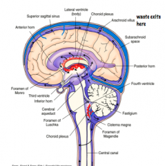 CSF exits the brain from the subarachnoid space, through Arachnoid Villi, into sinuses, eventual ending up in the Venous System