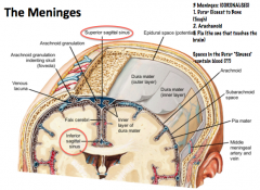The meninges are a series of membranes that protect the CNS. From outer to inner they are the Dura Mater, Arachnoid, and Pia Mater.

Hemorrhage into the subarachnoid space, where CSF is located, can prevent drainage and cause compression of the brain!
