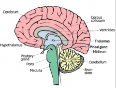 All the senses except smell stop in the thalamus before proceeding into the hemispheres