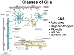 Divided into classes based on their morphology, function, and location within the nervous system (i.e. the PNS or CNS)

Glia make up the majority of CNS cells! And the amount of glia present in an animal is proportionally related to the animal's size!
