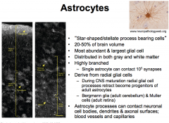 During development of the CNS, radial glial cell processes retract and become progenitors of adult astrocytes.