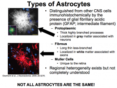 Astrocytes are distinguished from other CNS cells because they make GFAP, which is an intermediate filament.

We know that regional heterogeneity exists because certain types of brain tumors only develop in one region of the brain (i.e. glioblastomas of