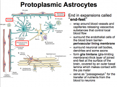 Projections may end in expansions called "end-feet". The end-feet can wrap around blood vessels to form the PERIVASCULAR LINING MEMBRANE.

Astrocytes can release vasoactive substances from the perivascular lining to control local blood flow through.

