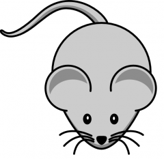 Protoplasmic Astrocytes: Rodents vs. Humans