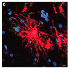 What are Fibrous Astrocytes?
What is there function?