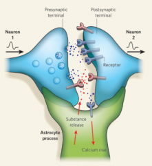 Structural Organization of Astrocytes and Neurons