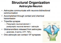The astrocyte configuration helps them to perform functions like getting rid of NTs by metabolizing them or sucking them up

They can also release their own gliotransmitters such as Glutamate, D-Serine, ATP, and TNFalpha.