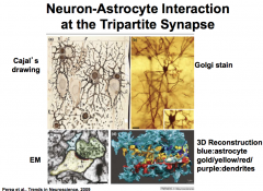 Astrocytes communicate with neurons via bidirectional communication that is accomplished through contact and chemical transmission.

The connection that is created is referred to as a TriPartite Synapse that consists of:
*presynaptic neuronal element +