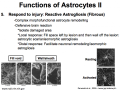 Reactive Astrogliosis is complex morphofunctional astrocyte remodeling, and it is accomplished mostly by the Fibrous Astrocytes.

It occurs via a defensive brain reaction. First, the astrocytes isolate the damaged area. Then they elicit a local response