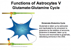 It is important for the brain to be able to detoxify the extra glutamate or it will build up as a neurotoxin.

Just another example of how important astrocytes are!