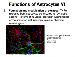 FORMATION OF SYNAPSE
-important in formation bc astrocytes release TNFalpha, which contributes to *Synaptic Scaling*, a form of neuronal plasticity.