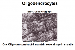 What are Oligodendrocytes? (Features and Functions)
